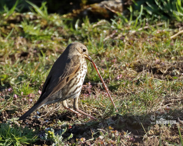 Drozd plavý (Turdus philomelos)