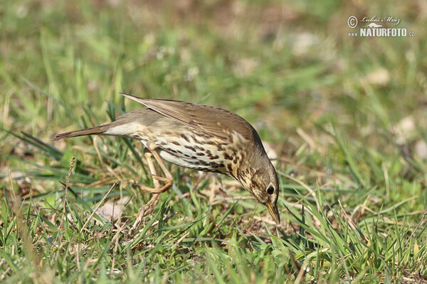 Drozd plavý (Turdus philomelos)