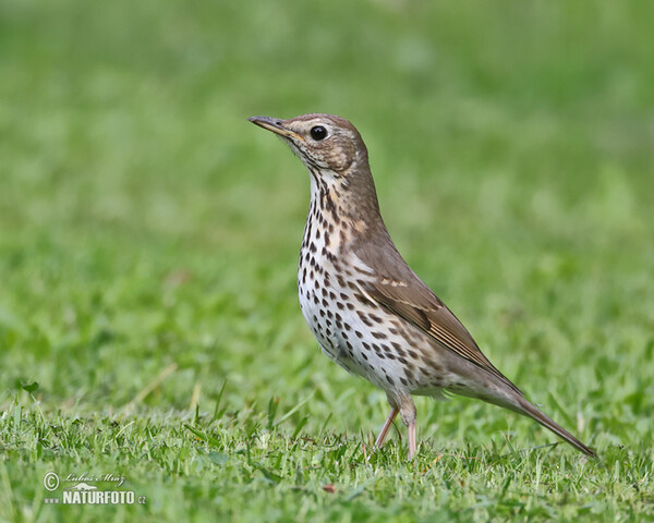 Drozd plavý (Turdus philomelos)