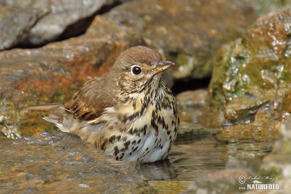 Drozd plavý (Turdus philomelos)