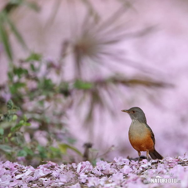 Drozd rezavobřichý (Turdus rufiventris)