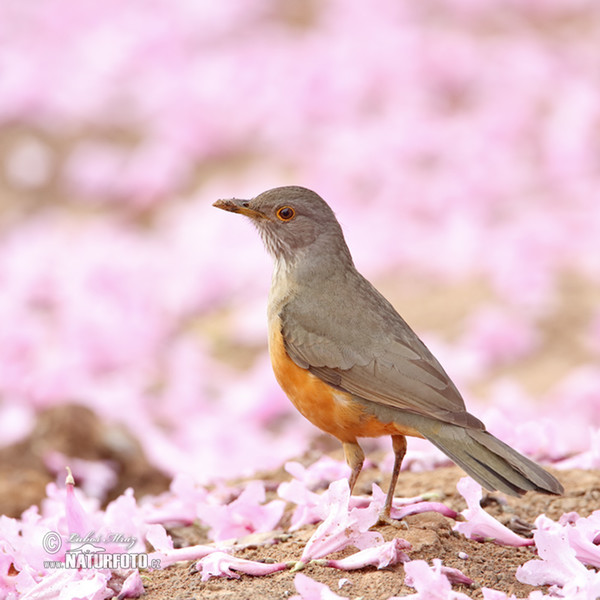 Drozd rezavobřichý (Turdus rufiventris)