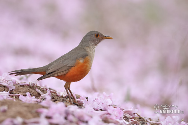 Drozd rezavobřichý (Turdus rufiventris)