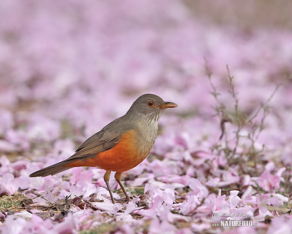 Drozd rezavobřichý (Turdus rufiventris)