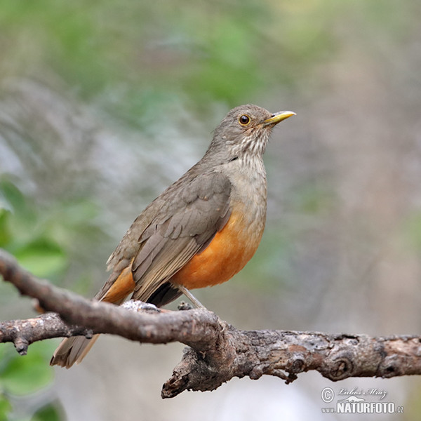 Drozd rezavobřichý (Turdus rufiventris)