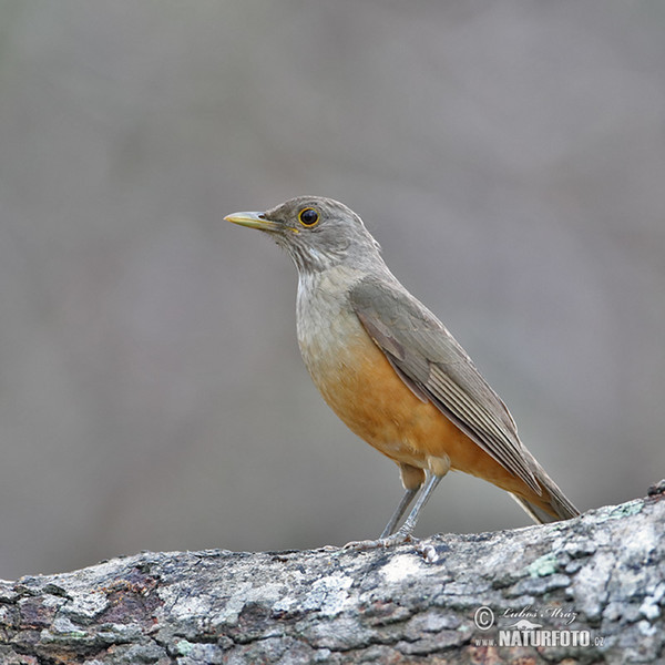 Drozd rezavobřichý (Turdus rufiventris)