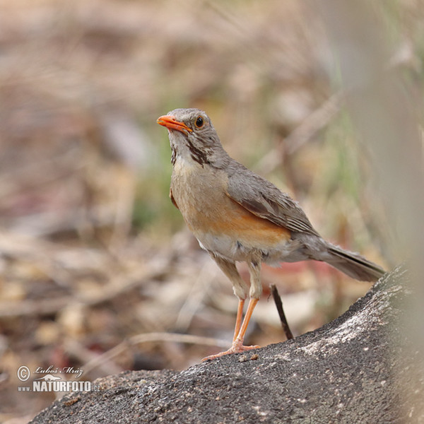 Drozd rudozobý (Turdus libonyana)