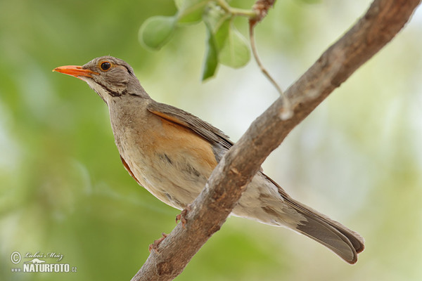 Drozd rudozobý (Turdus libonyana)