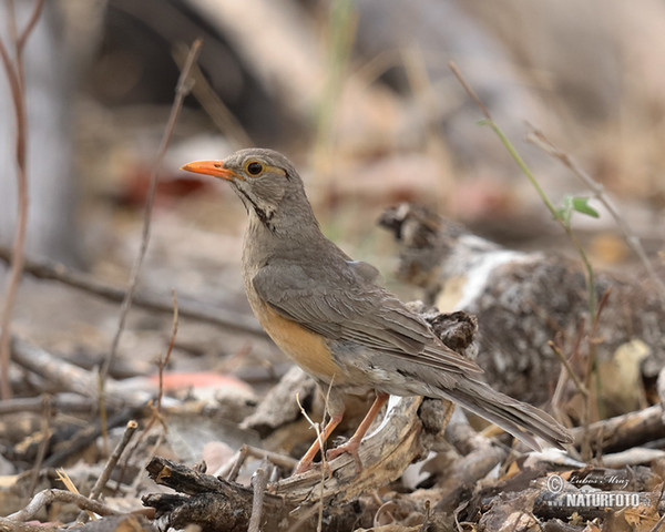 Drozd rudozobý (Turdus libonyana)