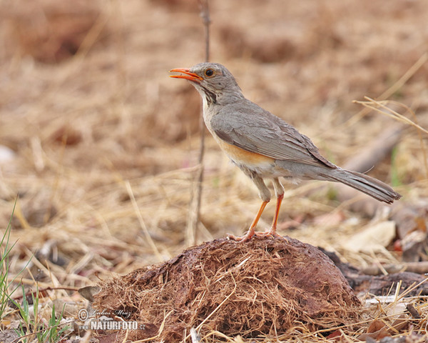 Drozd rudozobý (Turdus libonyana)