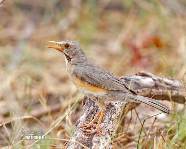 Drozd rudozobý (Turdus libonyana)