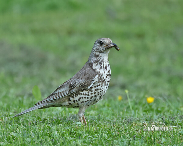 Drozd trskotavý (Turdus viscivorus)