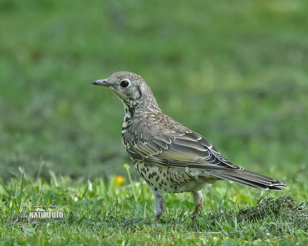 Drozd trskotavý (Turdus viscivorus)