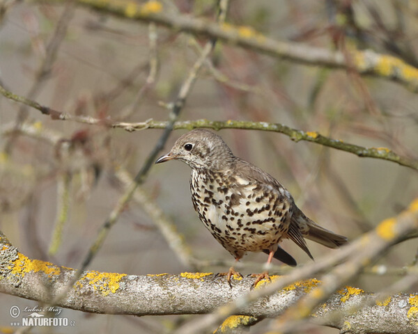 Drozd trskotavý (Turdus viscivorus)