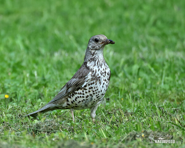 Drozd trskotavý (Turdus viscivorus)