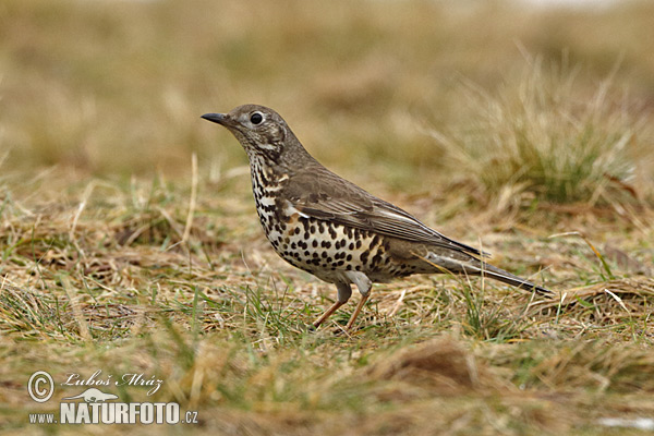 Drozd trskotavý (Turdus viscivorus)