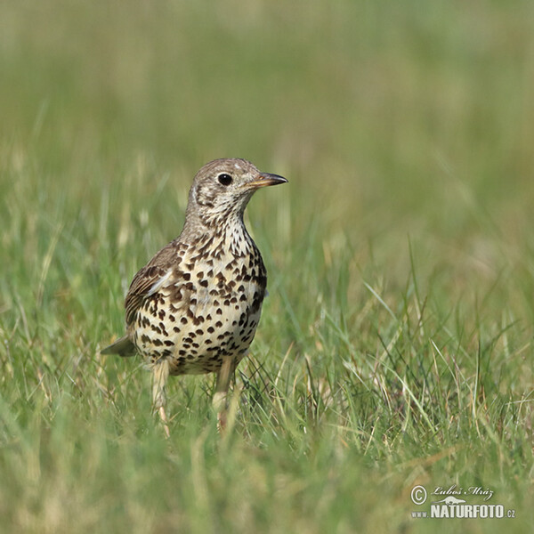 Drozd trskotavý (Turdus viscivorus)