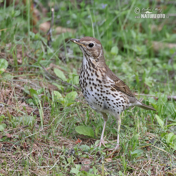 Drozd zpěvný (Turdus philomelos)