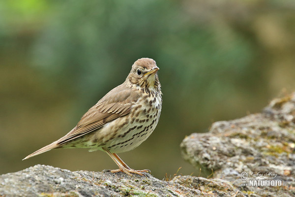 Drozd zpěvný (Turdus philomelos)