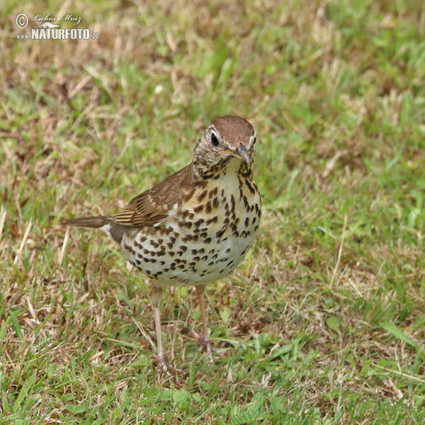 Drozd zpěvný (Turdus philomelos)