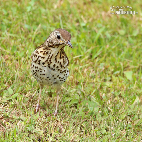 Drozd zpěvný (Turdus philomelos)