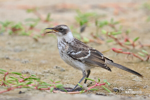 Drozdec bělokrký (Mimus parvulus)