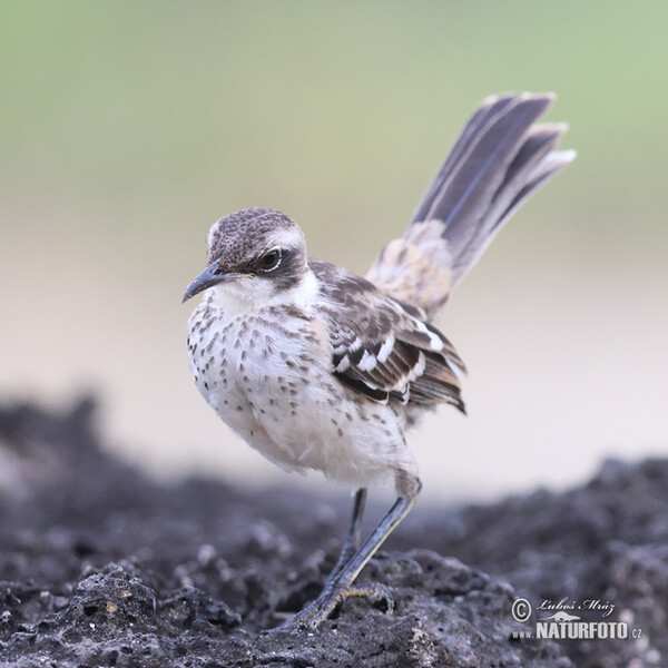 Drozdec bělokrký (Mimus parvulus)