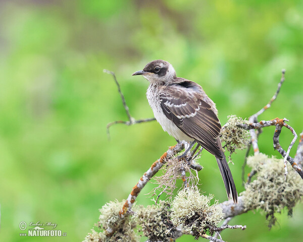 Drozdec bělokrký (Mimus parvulus)