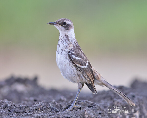 Drozdec bělokrký (Mimus parvulus)