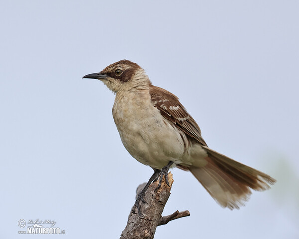 Drozdec bělokrký (Mimus parvulus)