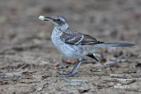 Drozdec galapážský (Mimus trifasciatus)