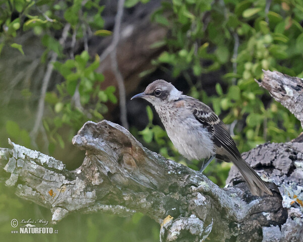 Drozdec galapážský (Mimus trifasciatus)