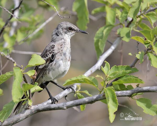 Drozdec sancristobalský (Mimus melanotis)