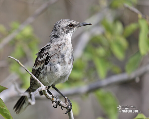 Drozdec sancristobalský (Mimus melanotis)