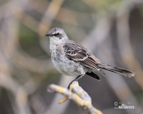 Drozdec sancristobalský (Mimus melanotis)