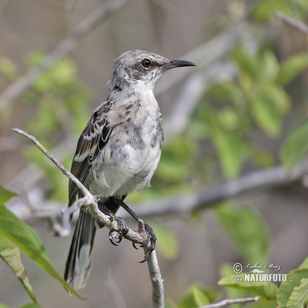 Drozdec sancristobalský (Mimus melanotis)