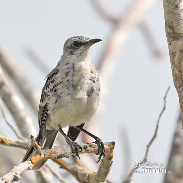 Drozdec sancristobalský (Mimus melanotis)