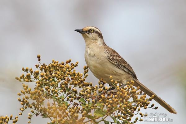 Drozdovec bělobrvý (Mimus saturninus)