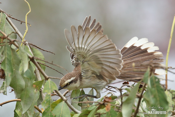 Drozdovec bělobrvý (Mimus saturninus)