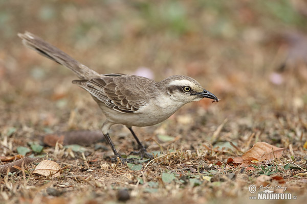 Drozdovec bělobrvý (Mimus saturninus)