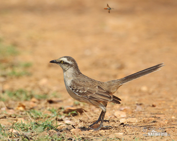 Drozdovec bělobrvý (Mimus saturninus)