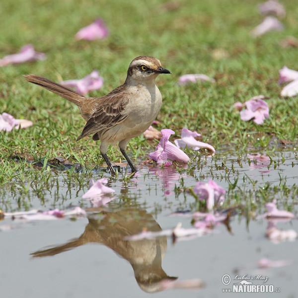 Drozdovec bělobrvý (Mimus saturninus)