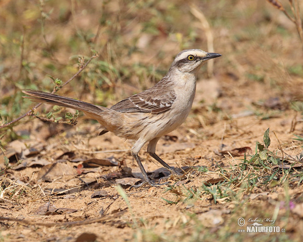 Drozdovec bělobrvý (Mimus saturninus)