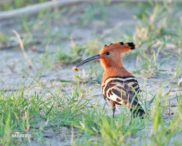 Dudek africký (Upupa africana)