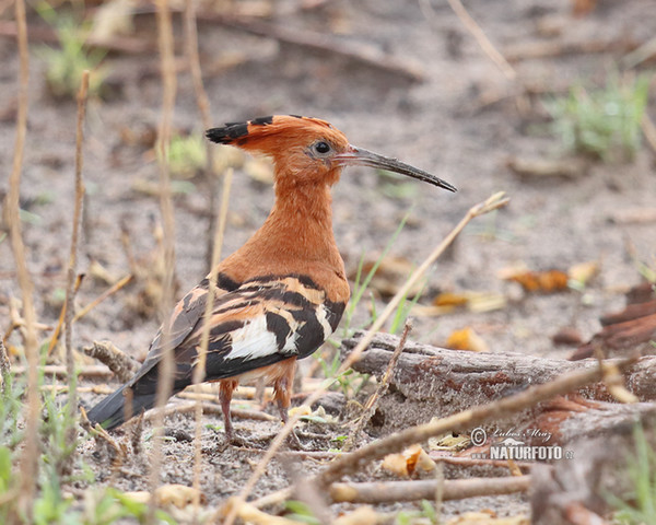 Dudek africký (Upupa africana)