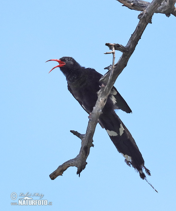 Dudkovec stromový (Phoeniculus purpureus)