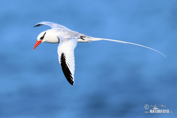 Faeton červenozobý (Phaethon aethereus)