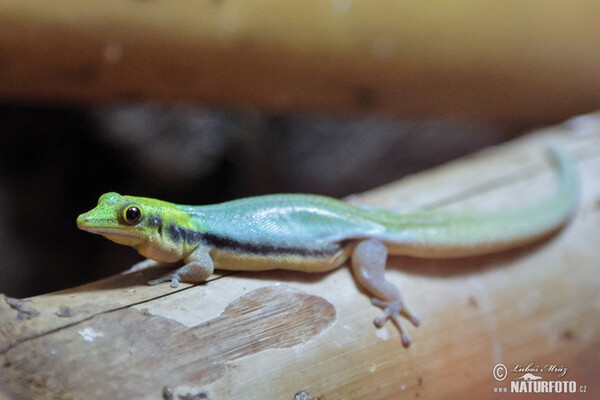 Felsuma klemmerova (Phelsuma klemmeri)