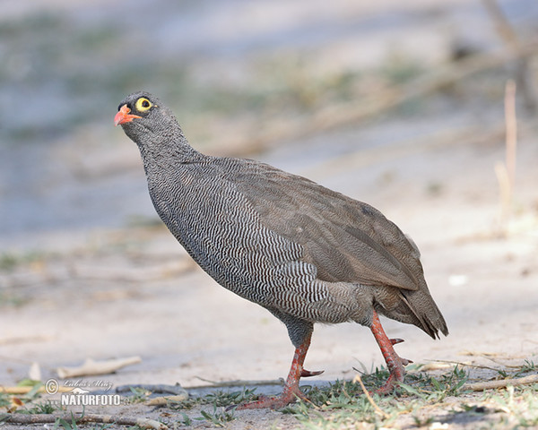 Frankolín červenozobý (Francolinus adspersus)