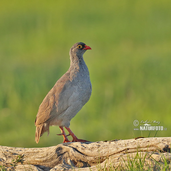 Frankolín červenozobý (Francolinus adspersus)